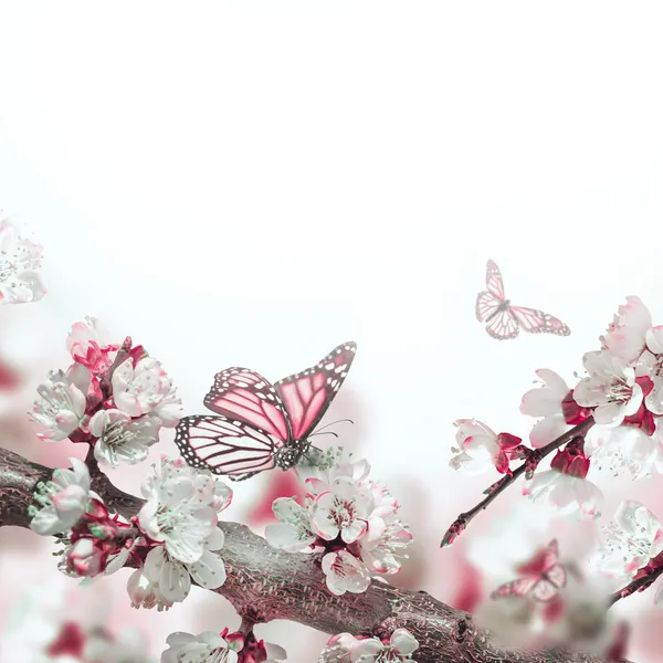 Apricot flowers with butterflies — Stock Photo, Image