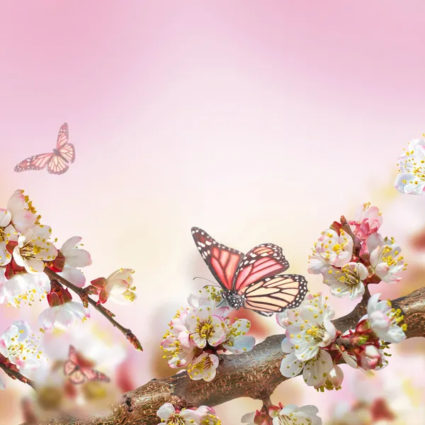 Apricot flowers with butterflies — Stock Photo, Image