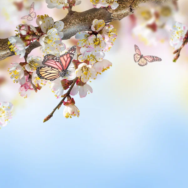 Aprikos blommor med fjärilar — Stockfoto
