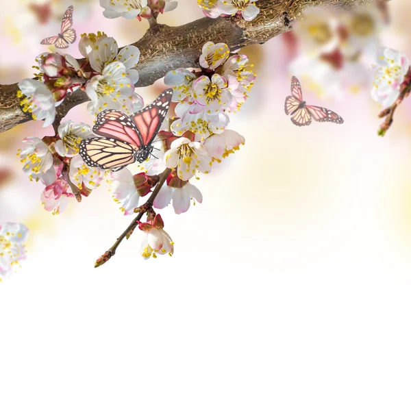 Abrikoos bloemen met vlinders — Stockfoto