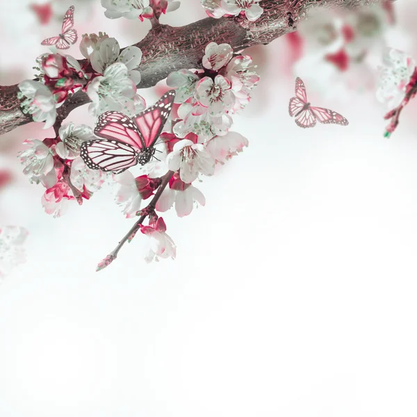 Apricot flowers with butterflies — Stock Photo, Image