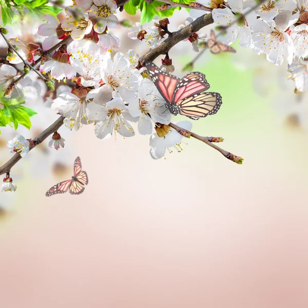 Abrikoos bloemen met vlinders — Stockfoto