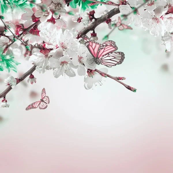 Fiori di albicocca con farfalle — Foto Stock