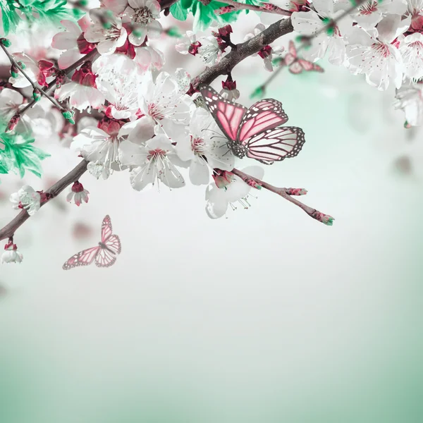 Fiori di albicocca con farfalle — Foto Stock