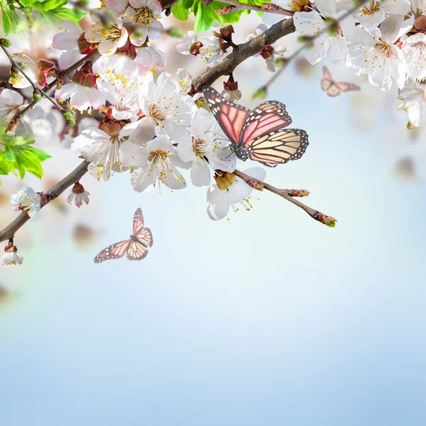 Flores de damasco com borboletas — Fotografia de Stock