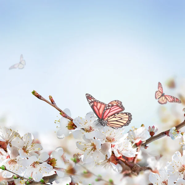 Flores de albaricoque con mariposas —  Fotos de Stock