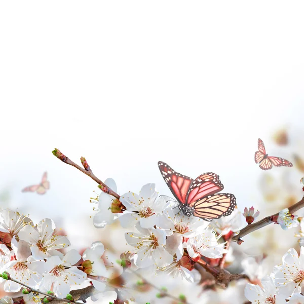 Fiori di albicocca con farfalle — Foto Stock