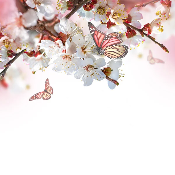 Aprikosenblüten mit Schmetterlingen — Stockfoto