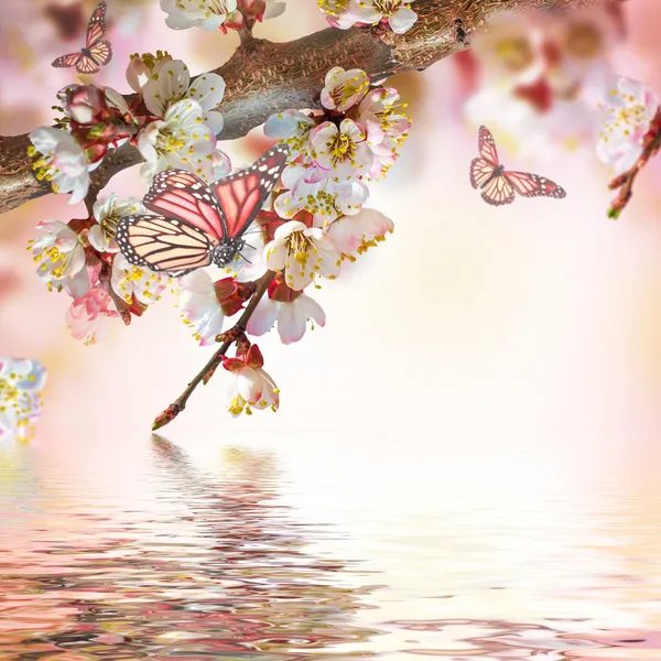 Apricot flowers with butterflies — Stock Photo, Image