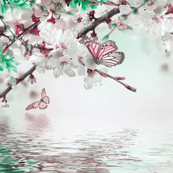 Apricot flowers with butterflies — Stock Photo, Image