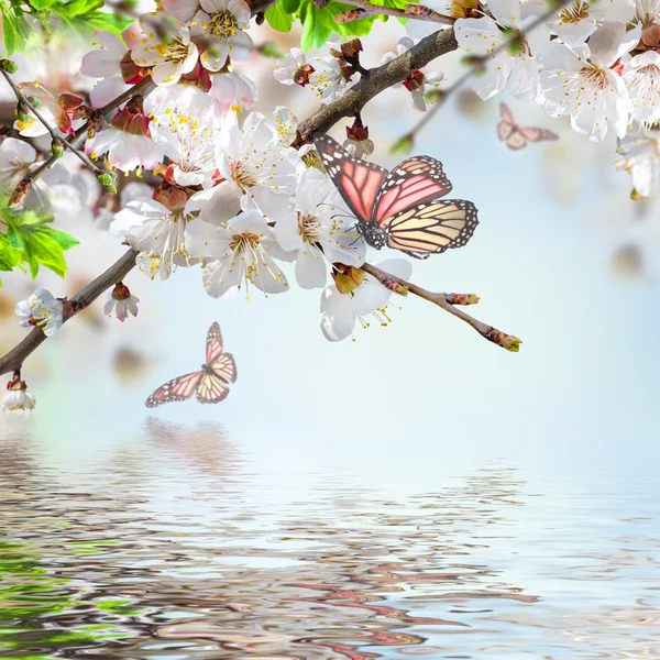 Абрикосові квіти з метеликами — стокове фото