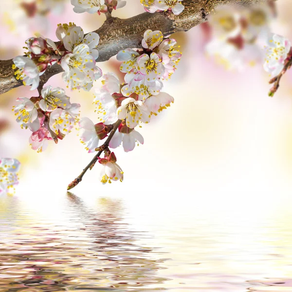 Apricot flowers in water reflection — Stock Photo, Image