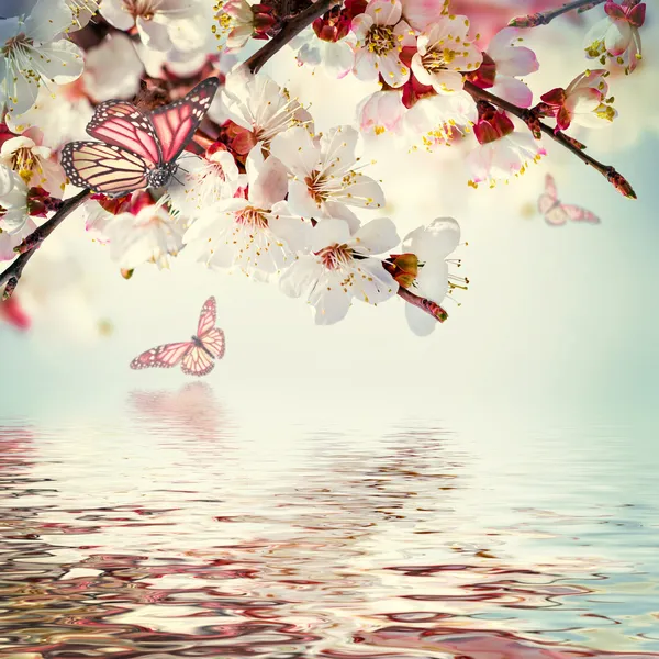 Apricot flowers in water reflection — Stock Photo, Image