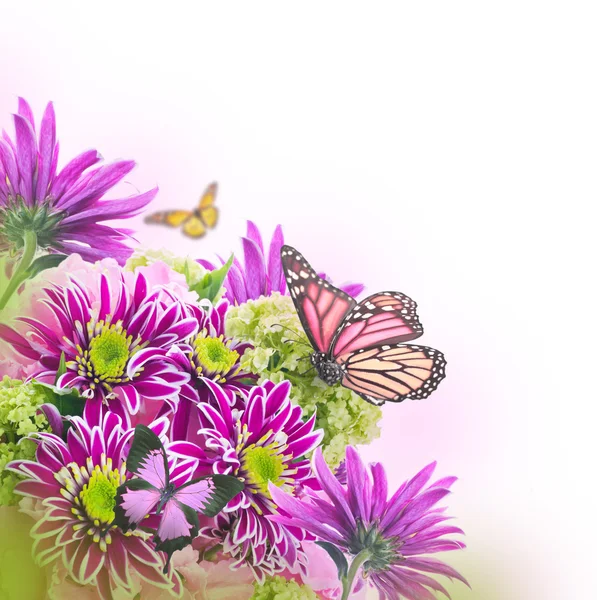 Crisantemo de primavera con mariposas sobre blanco — Foto de Stock