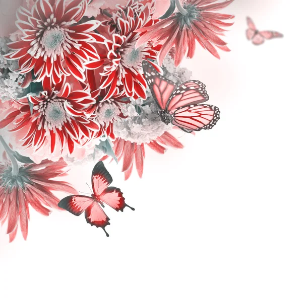 Jarní chryzantéma s motýly na bílém pozadí — Stock fotografie