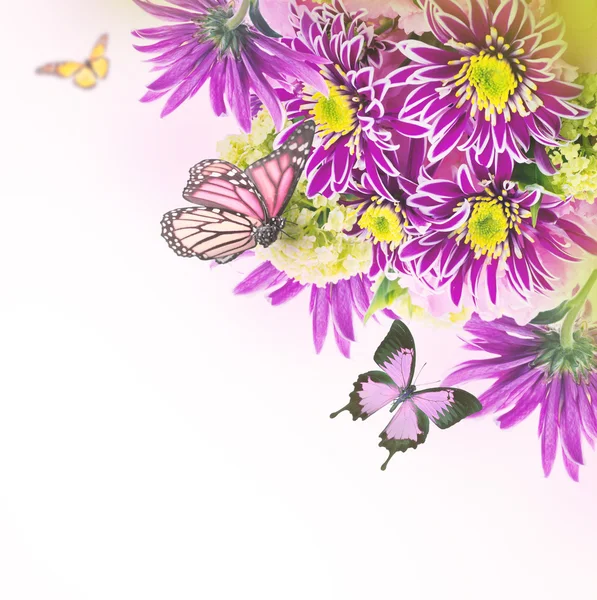 Lente chrysant met vlinders op wit — Stockfoto