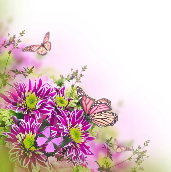 Crisantemo de primavera con mariposas sobre blanco — Foto de Stock