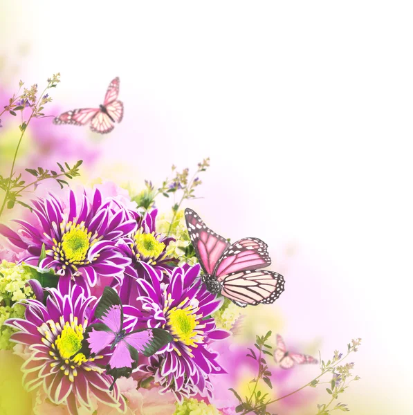 Весенняя хризантема с бабочками на белом — стоковое фото