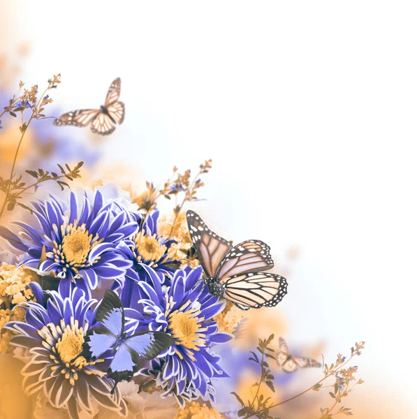 Våren krysantemum med fjärilar på vit — Stockfoto