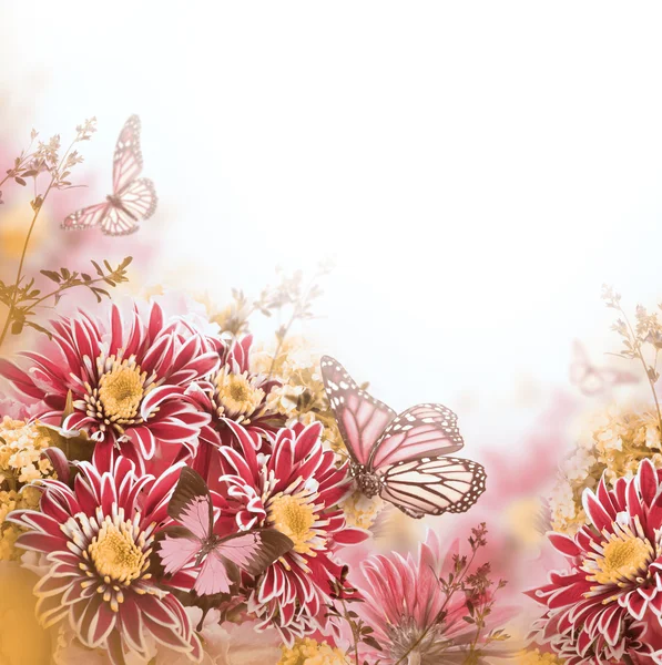Crisantemo primaverile con farfalle su bianco — Foto Stock