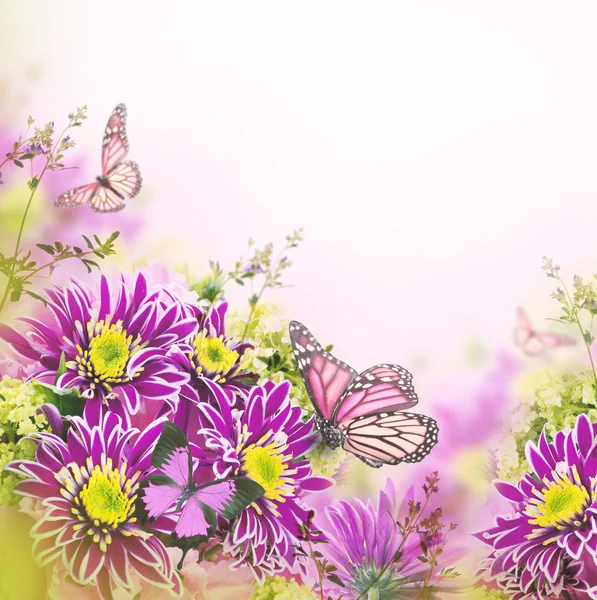 Chrysanthemen mit Schmetterlingen auf weißem Grund — Stockfoto