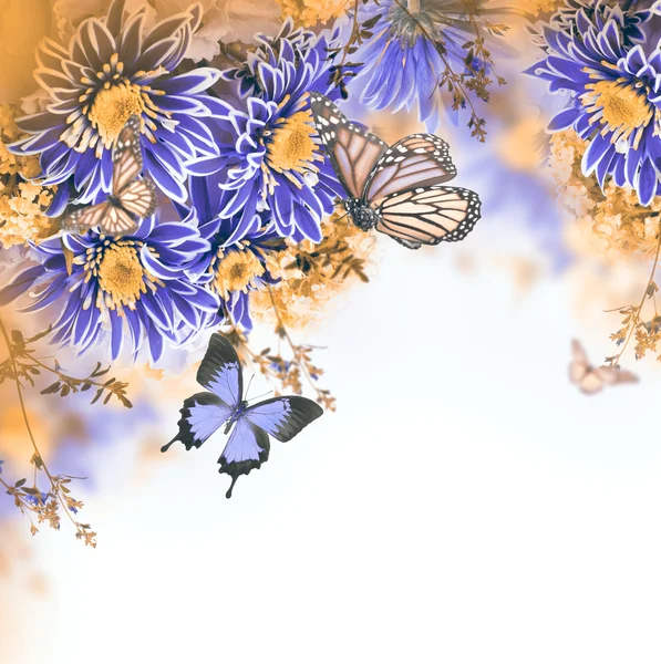 Crisântemo de primavera com borboletas em branco — Fotografia de Stock