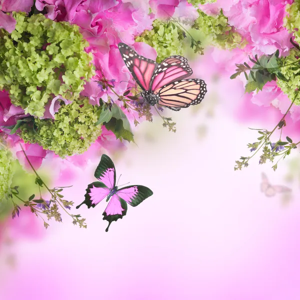 Crisântemo de primavera com borboletas em rosa — Fotografia de Stock