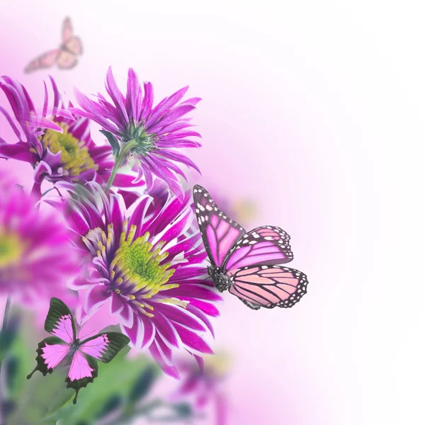 Crisantemo de primavera con mariposas sobre blanco — Foto de Stock