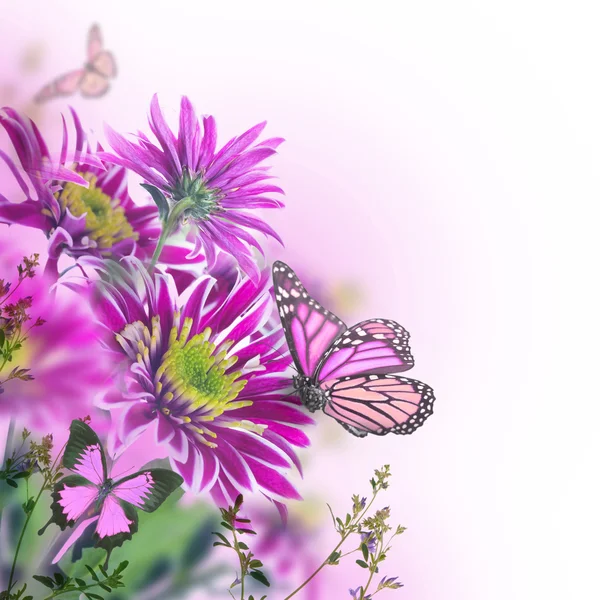 Lente chrysant met vlinders op wit — Stockfoto