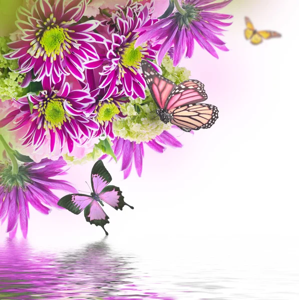 Spring chrysanthemum with butterflies — Stock Photo, Image