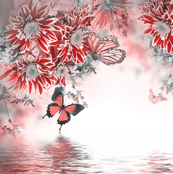 Våren krysantemum med fjärilar — Stockfoto