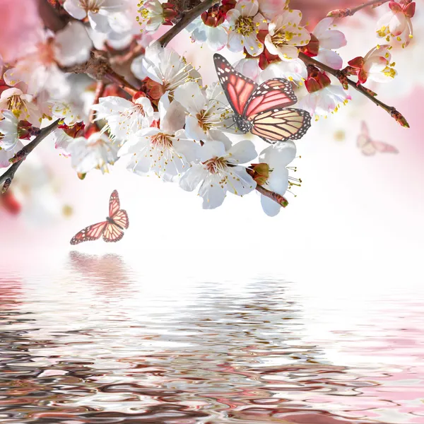 Aprikosenblüten mit Schmetterlingen lizenzfreie Stockbilder