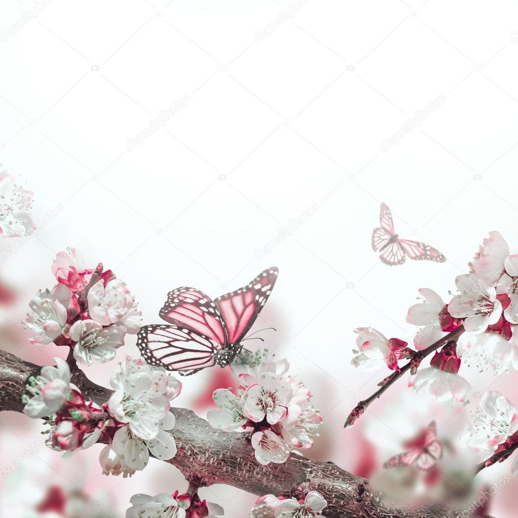 Apricot flowers with butterflies