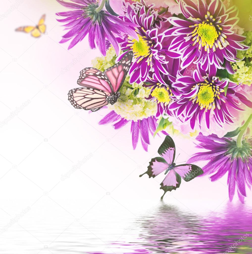 Spring chrysanthemum with butterflies