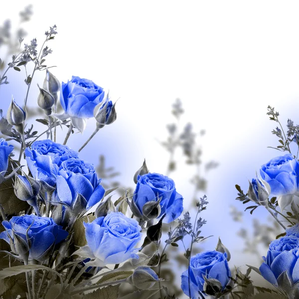 Blaue Rosen — Stockfoto