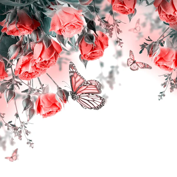 Red roses and butterfly — Stock Photo, Image