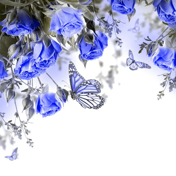 Blaue Rosen und Schmetterling — Stockfoto