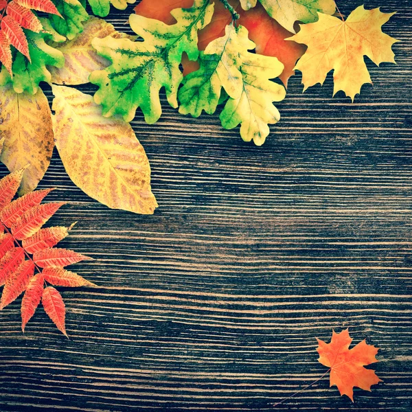 Autumn leaves — Stock Photo, Image