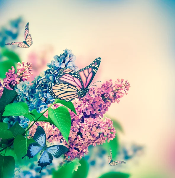 Leylak ve kelebekler — Stok fotoğraf
