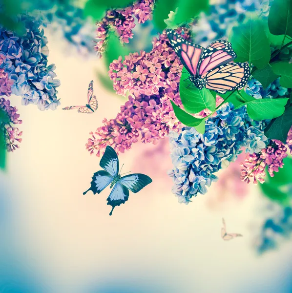 丁香和蝴蝶 — 图库照片
