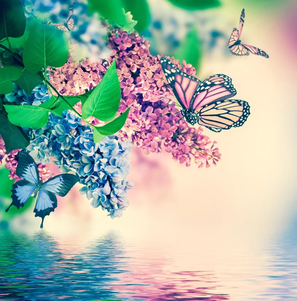 Lila y mariposas — Foto de Stock