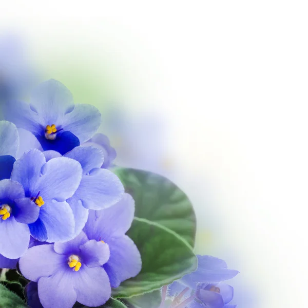 Violetas de primavera —  Fotos de Stock