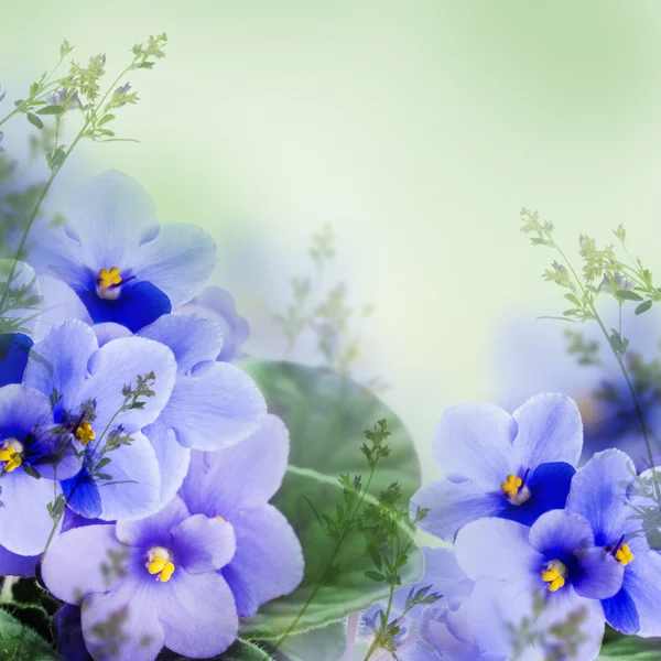 Violettes fond — Photo