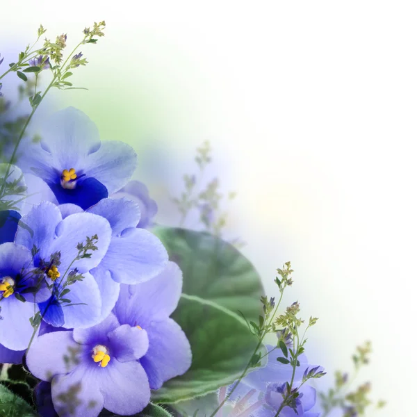 Violets background — Stock Photo, Image