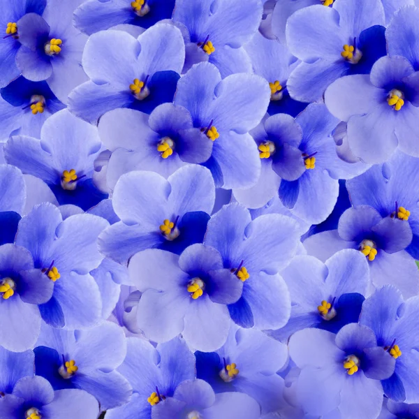Violettes printanières — Photo