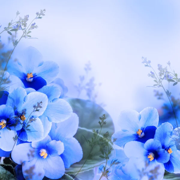 Violets background — Stock Photo, Image