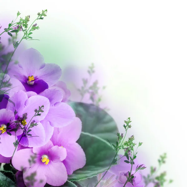 Fondo violetas — Foto de Stock