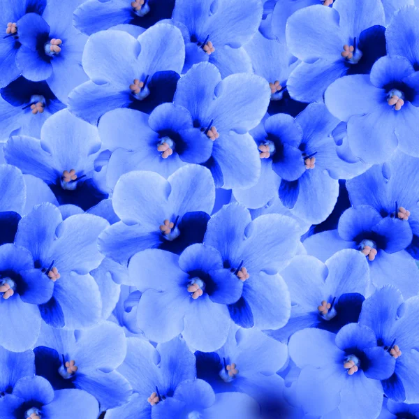 Fioletowe tło제비 꽃 배경 — 스톡 사진