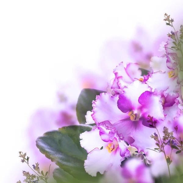 Veilchen im Hintergrund — Stockfoto