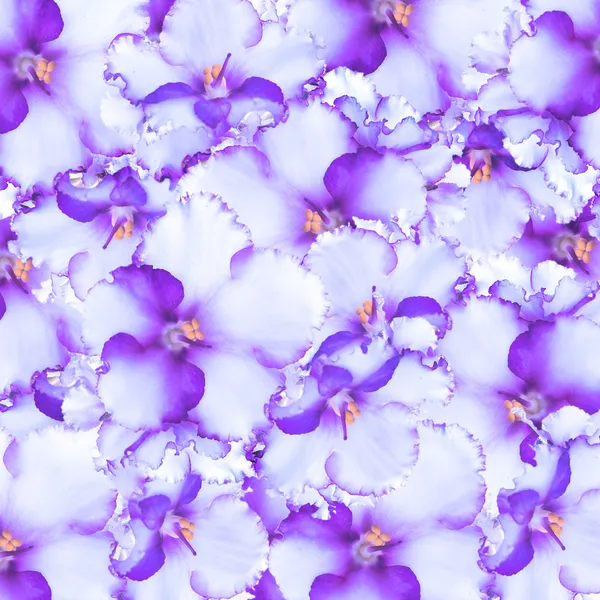 Violets background — Stock Photo, Image